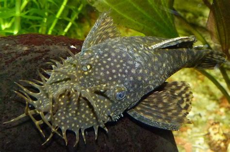 How big are Bristlenose Plecos in the wild? In the wild, bristlenose plecos typically reach a maximum size of 4-6 inches (10-15 cm) in length. However, there have been reports of specimens growing up to 7 inches (18 cm) in captivity. The size of a bristlenose pleco can vary depending on several factors, including genetics, diet, and …